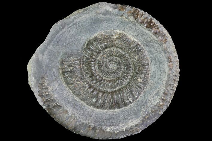 Dactylioceras Ammonite Fossil - England #84926